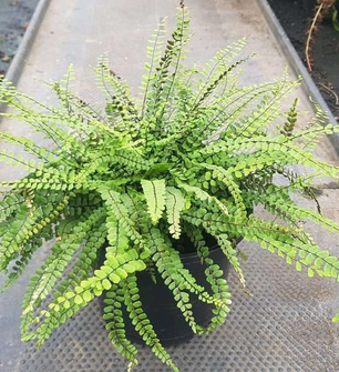 Ferns in London