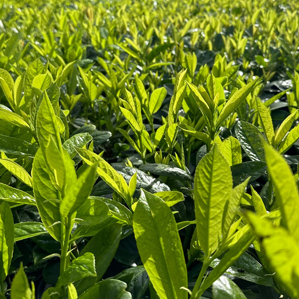 Cherry Laurel Guide: Planting, Care, Varieties and Buying Tips