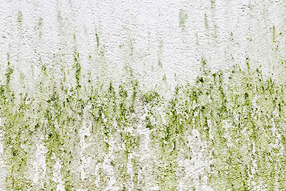 Algae Removal Soft Washing Services