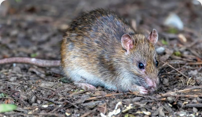 Pest Control Across Northern England & Midlands