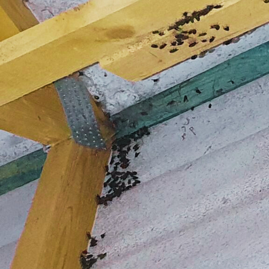 Professional Cluster Fly Pest Control Services in Stourbridge