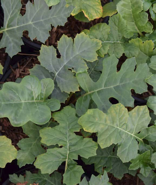 Perennials in Suffolk
