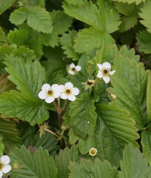 Fruit Trees & Plants in Cambridgeshire