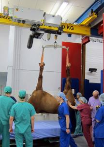 Socomec Horse Power!