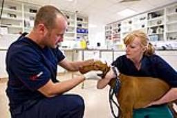 Veterinary autoclave sterilizers