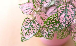 Boost your mood: Benefits of indoor plants in and around the workplace.