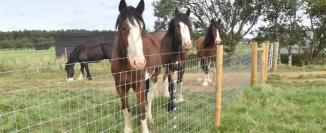 Superior horse fencing