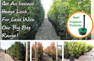 Buy Big Pots this Summer