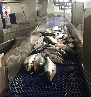 Interroll acquires its sales and service agent in Iceland