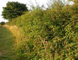 Wildlife Hedge Plants