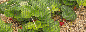 The Best Uses of Garden Netting