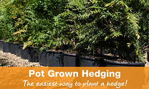 Pot Grown Hedging Plants