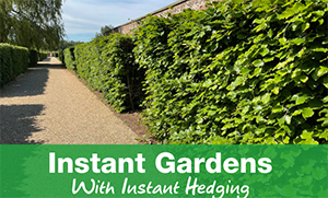 Summer Gardens Made Instantly