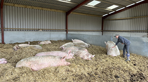 Pig pedicures for Gandalf and friends