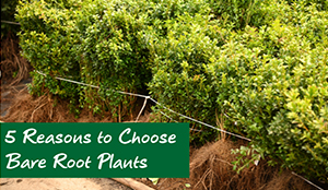 5 reasons to choose bare root plants