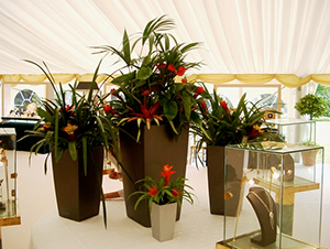 Interior Plant Displays