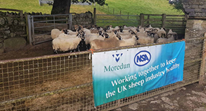 A Century of Dedication: The Moredun Foundation&rsquo;s Impact on Livestock Health