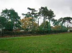 Cricket Fencing