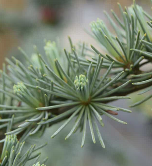 Conifers in West Sussex