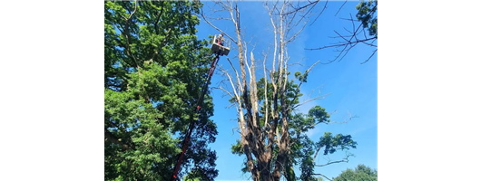 Tree Felling