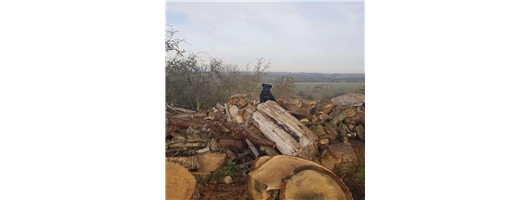 Tree Surgery Guidance