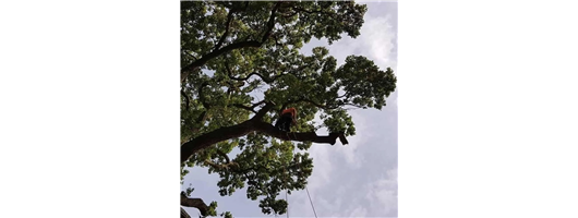 Insured Tree Care Company