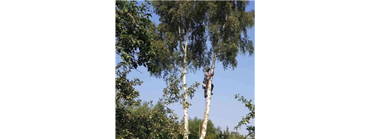 Tree Dismantling Services