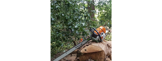 Tree Removal in Confined Spaces