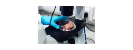 Cell and Gene Therapies: Introduction to Manufacturing and Regulatory Processes