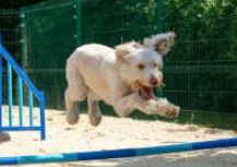 Advanced Aeration Ltd Champions Animal Welfare as a Sponsor of Noddy Fest 2025