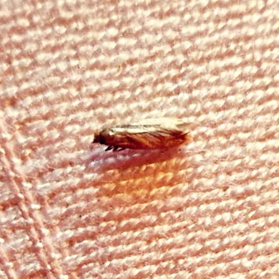 Reliable Pest Control Solutions