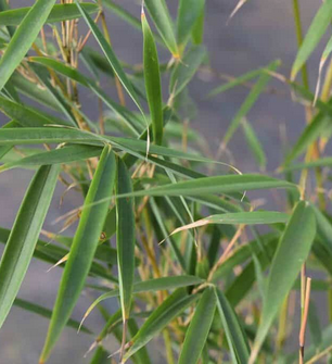 Bamboos in East Sussex
