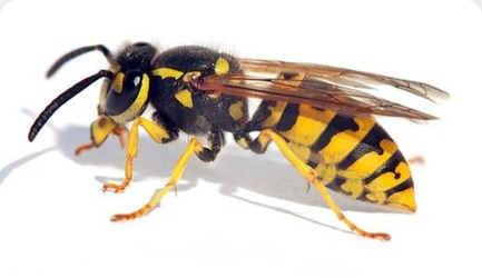 Pest Control Across Northern England & Midlands