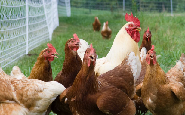 Poultry Supplies