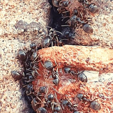 Local Pest Control Experts