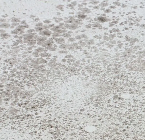 Mould Assessments