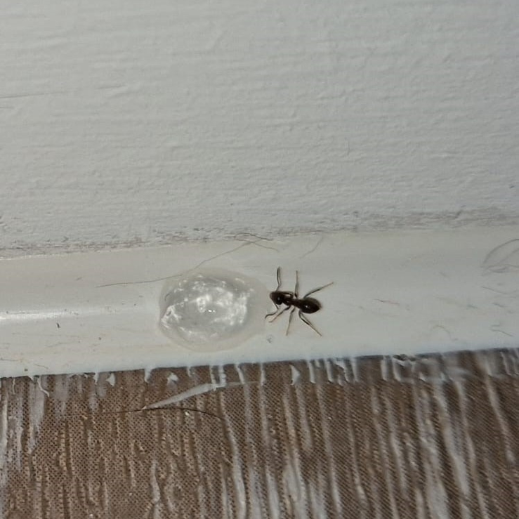 Ongoing Pest Management Plans
