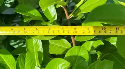 Hedging Plants Direct Launches Searchable Hedging Questions & Answers Library