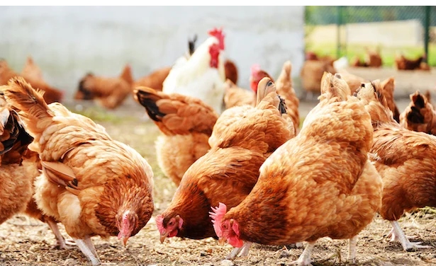 Poultry Products