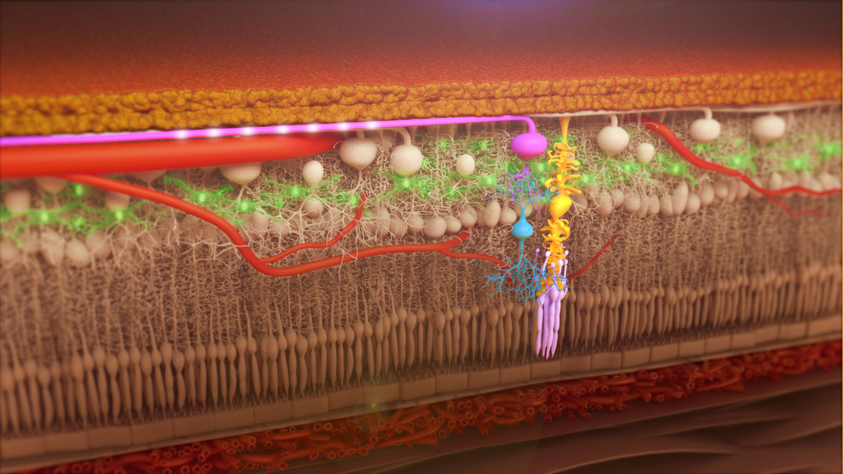3D medical animation showing the detailed layers of the retina, including blood vessels, photoreceptors and retinal nerve cells.