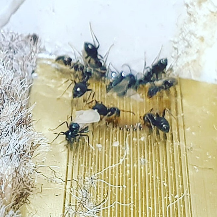 Professional Cluster Fly Pest Control Services in Worcester