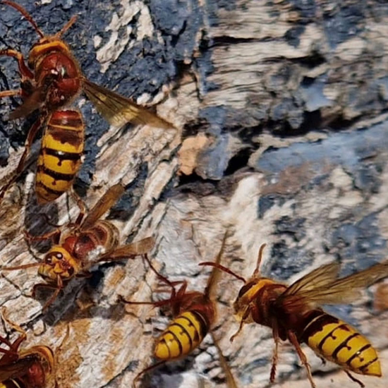 Discreet Pest Treatment Services
