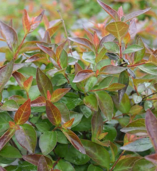 Evergreen Shrubs in Suffolk