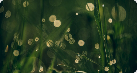 Risk Management & Compliance Advisory