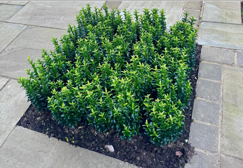 Hedging Plants Direct Launches Comprehensive Euonymus Hedging Care Guide