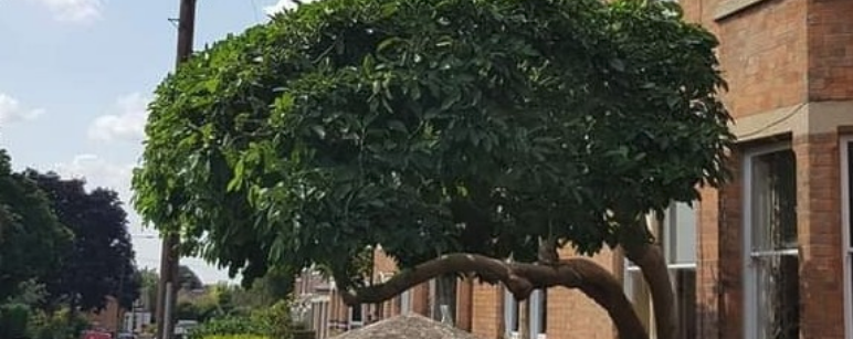 Crown Thinning Services