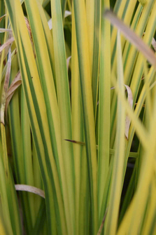 Grasses in Essex