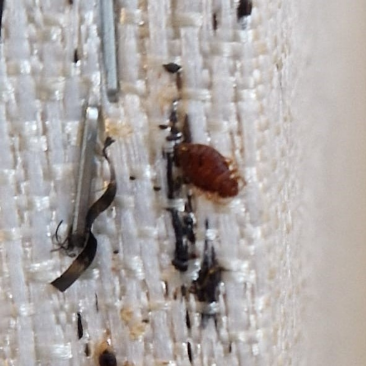Professional Bed Bug Pest Control Services in Kidderminster