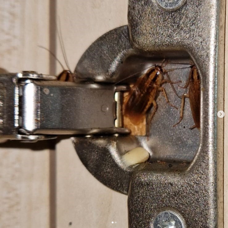 Professional Cockroach Pest Control Services in Stourbridge