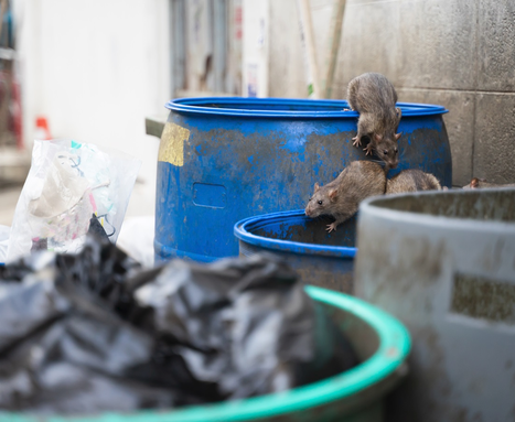 Pest Management & Prevention in Leeds